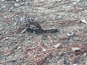 thumbnail_image1 (1)